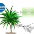 Snoei dracaena