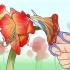 Om 'n amaryllis weer te laat blom