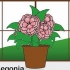 Sorg vir 'n begonia