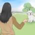 Een bichon frisé trainen