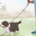 Een border collie puppy trainen