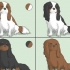 Een cavalier king charles spaniel uitkiezen