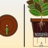 Versorging van 'n croton