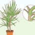 Die versorging van 'n dracaena