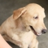 Een droge huid by honde verzachten