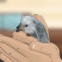 Een egel tam maak