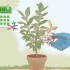 Snoei 'n ficus