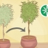 Verpot 'n ficusboom