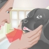 Een gebroken tand by 'n hond behandel