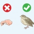 Een gevalle nestvlieder help