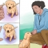 Een golden retriever puppy trainen