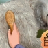 Een goldendoodle versorgen