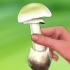 Herken 'n groen knolmaniet