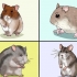 Een hamster kies