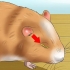 Een hamster met 'n dicht oog help