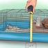 Een hamsterkooi inrichten