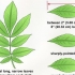 Identifiseer 'n hickory boom