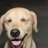 Een hond afleren om teen mense op te spring