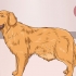 Een hond help om 'n verstopping in die darm op te los