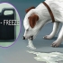 Een hond laat gebreek