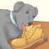 Een hond laat ophouden met grond eten