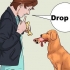 'N hond leer te apporteren