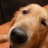 Een hond masseren