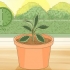 Sorg vir 'n hoya-plant
