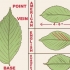 Herken 'n elm