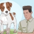 Een jack russell terrier gelukkig hou