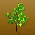 Oorplanting van 'n jong boom