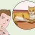 Een kat knuffelen