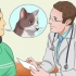 Een kat medicijnen toedienen