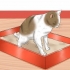 Een kat tuis 'n klysma gee