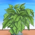 Hou 'n poinsettia lewendig tot volgende kersfees
