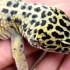 Een luipaardgekko wil nie versorgen nie