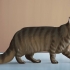 Een maine coon identifiseer