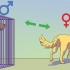 Een mannelijke hond kalmeren as 'n vroutjie loops is