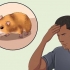 Een ontsnapte hamster vangen