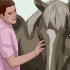 Een paard beleren