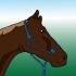 Een paard borstelen