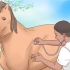 Een paard laten aankomen