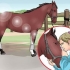 Een paardenhoef uitkrabben