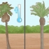 Plant 'n palmboom