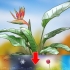 Snoei 'n paradys pleister plant