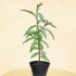 Plant 'n perskeboom