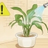 Stoor 'n plant wat oorwater is