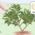 Snoei 'n plumeria