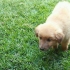 Een puppy sindelik maak