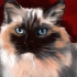 Een ragdoll herkennen